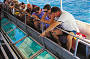 Glass bottom Boat Coral Viewing Tour